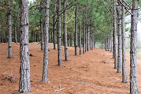 Image result for Yellow Pine Mississippi