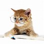 Image result for Crazy Cat Funny Desktop Wallpapers