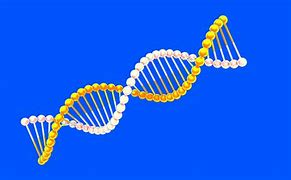 Image result for DNA Genetics