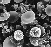 Image result for Red Blood Cell Size Photos