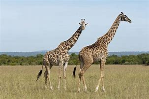 Image result for Indian Giraffe