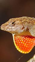Image result for Male Brown Anole Lizard
