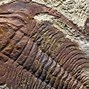 Image result for 11-year-old discovers fossil