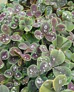 Image result for Trifolium repens Pentaphyllum