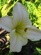 Image result for Hemerocallis Arctic Snow