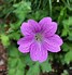 Image result for Geranium oxonianum Claridge Druce 