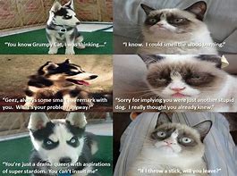 Image result for Grumpy Cat Meme Dog