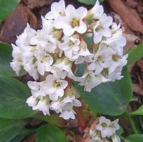 Image result for Bergenia Bressingham White