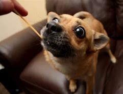 Image result for Pets Eating Pasta Funny