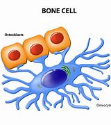 Image result for Bone Cells at 100X