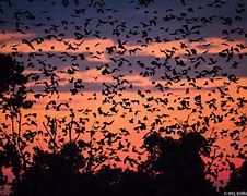 Image result for Fruit Bat Pics