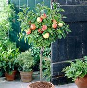 Image result for Semi-Dwarf Apple Tree