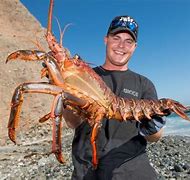 Image result for Giant Caribbean Lobster