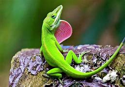 Image result for Black and Green Anole Lizard