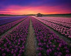 Image result for Netherlands Beautiful Places