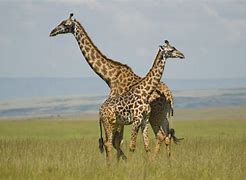 Image result for Kenya Safari