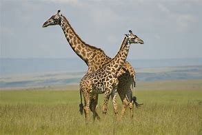 Image result for Kenya National Animal