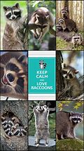 Image result for Girl Pet Raccoon