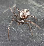 Image result for Juvenile Redback Spider