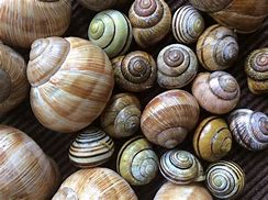 Image result for Coquillage Alonge