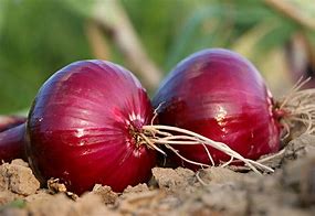 Image result for Mr Vine Onion