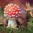 Image result for Mushroom Matching PFP