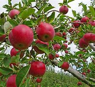 Image result for Apple Orchard Buildings