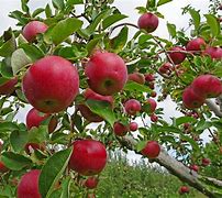 Image result for Apple Cactus Farm