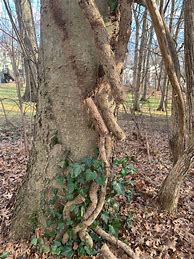 Image result for Vines On Trees