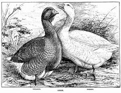 Image result for Goose Clip Art Black and White