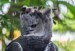 Image result for New Guinea Harpy Eagle