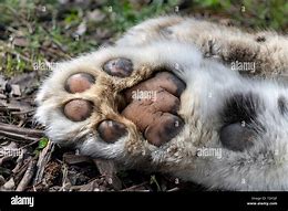 Image result for Snow Leopard Paws
