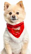 Image result for Pomeranian Puppy Food