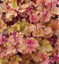 Image result for HEUCHERA HYBRIDE MARMALADE