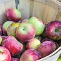 Image result for Caramel Apple Orchard Background