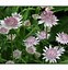 Image result for Astrantia major Buckland