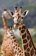 Image result for Cute Pictures of Giraffes