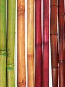 Image result for Bamboo Stick