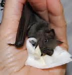 Image result for Scary Bat Eating Humans
