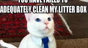 Image result for Business Cat Box Meme