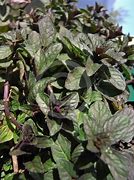 Image result for Mentha piperita Chocolate