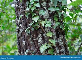 Image result for Dark Green Tree Climbing Vines
