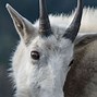 Image result for Male Mountain Goat
