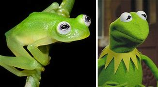 Image result for High Kermit