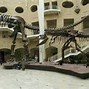 Image result for Biggest Extinct Animal in the World