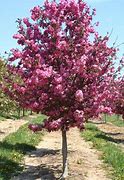 Image result for Crab Apple Trees Variety