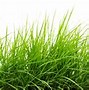 Image result for Grass Texture Top View HDR PNG