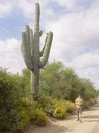 Image result for Giant Saguaro Cactus Facts