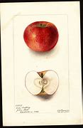 Image result for Early Apple Varieties