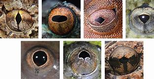 Image result for Types of Frog Eyes